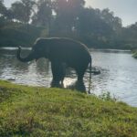 Sharanya Turadi Instagram - Elephants of Theppakadu 🐘 3 things you can never get enough of watching, Elephants, A new born baby and the ocean How true? Paathukite irukalam ❤️🥹 Established in 1923, Theppakadu Elephant Camp stands as the oldest elephant camp in Asia. Presently, it houses 24 elephants and serves as a training and rehabilitation center for these majestic creatures. It is situated within the Mudumalai Wildlife Sanctuary and was initially founded to manage and train elephants used for forestry tasks like logging and timber transportation. This camp got super famous after the academy award winning Shortfilm Elephant whisperers and continue to attract more tourists around the world. This elephant camp functions as a popular tourist destination and a center for rehabilitating captive elephants. Tourists can witness elephants being fed and bathed, and can also take elephant rides and safaris. In addition, the camp provides training programs for mahouts and educates visitors about the significance of elephant conservation. 📍Theppakadu, Tamilnadu #photodump #elephantwhisperers #tamilnadu #tamilnadutourism #theppakadu