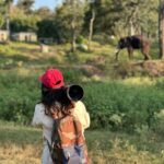Sharanya Turadi Instagram - Elephants of Theppakadu 🐘 3 things you can never get enough of watching, Elephants, A new born baby and the ocean How true? Paathukite irukalam ❤️🥹 Established in 1923, Theppakadu Elephant Camp stands as the oldest elephant camp in Asia. Presently, it houses 24 elephants and serves as a training and rehabilitation center for these majestic creatures. It is situated within the Mudumalai Wildlife Sanctuary and was initially founded to manage and train elephants used for forestry tasks like logging and timber transportation. This camp got super famous after the academy award winning Shortfilm Elephant whisperers and continue to attract more tourists around the world. This elephant camp functions as a popular tourist destination and a center for rehabilitating captive elephants. Tourists can witness elephants being fed and bathed, and can also take elephant rides and safaris. In addition, the camp provides training programs for mahouts and educates visitors about the significance of elephant conservation. 📍Theppakadu, Tamilnadu #photodump #elephantwhisperers #tamilnadu #tamilnadutourism #theppakadu
