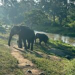 Sharanya Turadi Instagram - Elephants of Theppakadu 🐘 3 things you can never get enough of watching, Elephants, A new born baby and the ocean How true? Paathukite irukalam ❤️🥹 Established in 1923, Theppakadu Elephant Camp stands as the oldest elephant camp in Asia. Presently, it houses 24 elephants and serves as a training and rehabilitation center for these majestic creatures. It is situated within the Mudumalai Wildlife Sanctuary and was initially founded to manage and train elephants used for forestry tasks like logging and timber transportation. This camp got super famous after the academy award winning Shortfilm Elephant whisperers and continue to attract more tourists around the world. This elephant camp functions as a popular tourist destination and a center for rehabilitating captive elephants. Tourists can witness elephants being fed and bathed, and can also take elephant rides and safaris. In addition, the camp provides training programs for mahouts and educates visitors about the significance of elephant conservation. 📍Theppakadu, Tamilnadu #photodump #elephantwhisperers #tamilnadu #tamilnadutourism #theppakadu