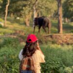 Sharanya Turadi Instagram - Elephants of Theppakadu 🐘 3 things you can never get enough of watching, Elephants, A new born baby and the ocean How true? Paathukite irukalam ❤️🥹 Established in 1923, Theppakadu Elephant Camp stands as the oldest elephant camp in Asia. Presently, it houses 24 elephants and serves as a training and rehabilitation center for these majestic creatures. It is situated within the Mudumalai Wildlife Sanctuary and was initially founded to manage and train elephants used for forestry tasks like logging and timber transportation. This camp got super famous after the academy award winning Shortfilm Elephant whisperers and continue to attract more tourists around the world. This elephant camp functions as a popular tourist destination and a center for rehabilitating captive elephants. Tourists can witness elephants being fed and bathed, and can also take elephant rides and safaris. In addition, the camp provides training programs for mahouts and educates visitors about the significance of elephant conservation. 📍Theppakadu, Tamilnadu #photodump #elephantwhisperers #tamilnadu #tamilnadutourism #theppakadu