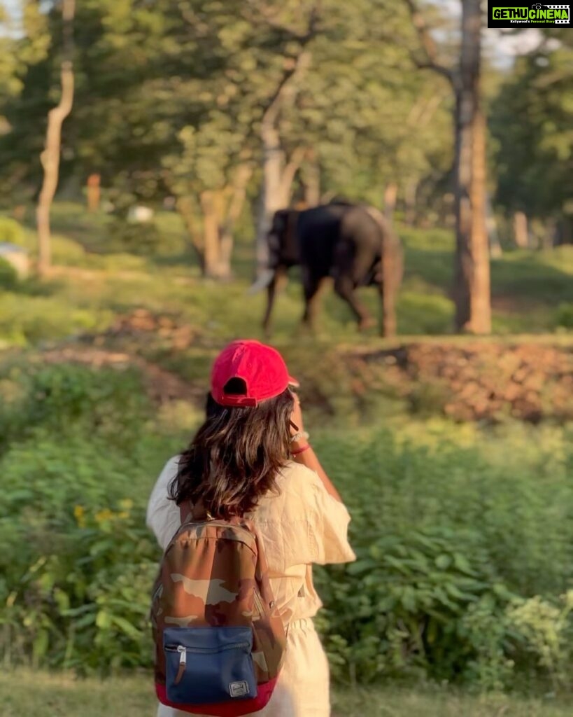 Sharanya Turadi Instagram - Elephants of Theppakadu 🐘 3 things you can never get enough of watching, Elephants, A new born baby and the ocean How true? Paathukite irukalam ❤️🥹 Established in 1923, Theppakadu Elephant Camp stands as the oldest elephant camp in Asia. Presently, it houses 24 elephants and serves as a training and rehabilitation center for these majestic creatures. It is situated within the Mudumalai Wildlife Sanctuary and was initially founded to manage and train elephants used for forestry tasks like logging and timber transportation. This camp got super famous after the academy award winning Shortfilm Elephant whisperers and continue to attract more tourists around the world. This elephant camp functions as a popular tourist destination and a center for rehabilitating captive elephants. Tourists can witness elephants being fed and bathed, and can also take elephant rides and safaris. In addition, the camp provides training programs for mahouts and educates visitors about the significance of elephant conservation. 📍Theppakadu, Tamilnadu #photodump #elephantwhisperers #tamilnadu #tamilnadutourism #theppakadu