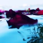 Sharvary Joshi Instagram - Peace is liberty in tranquility. Shot on iPhone 11 By Sharvary Joshi Tanmayee @_.itstanmayee._ a free soul and a very beautiful dancer. Thank you for taking that spot in the boat, it was fun capturing your natural reactions. Lots of love sweetheart. ❤️ . . . . . . #peace #naturevideo #naukavihar #madhyapradesh #bhopal #lakeview #lake #experience #boating #water #tranquility #calmness #meditation #innerpeace #beautynature #peaceful