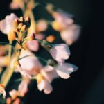 Sharvary Joshi Instagram -