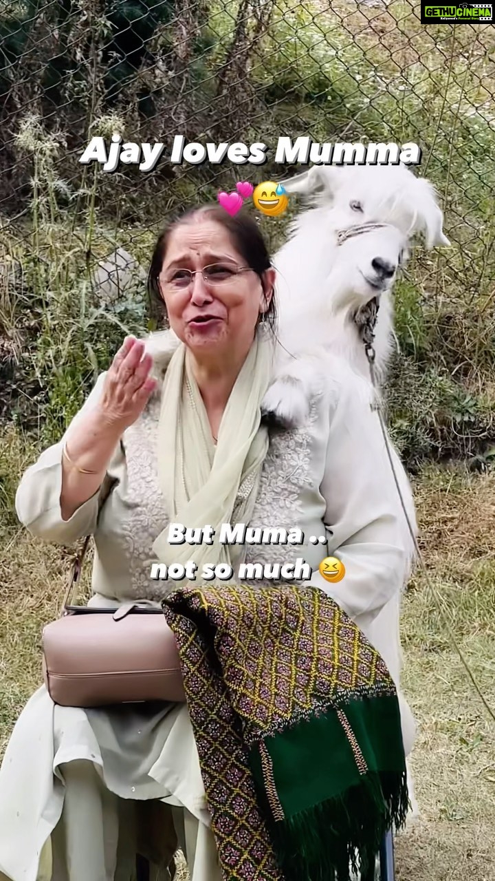 Sheen Dass Instagram - Mom Vs Goat … 🐐 Sorry mumma, had to post this 🙈😁 . Just ‘kid’-ding .. 😛 @savitadass 😘 . #funny #courtyarddrama #funnymoments #pahalgam #betabvalley #fun #comedy Betab Valley