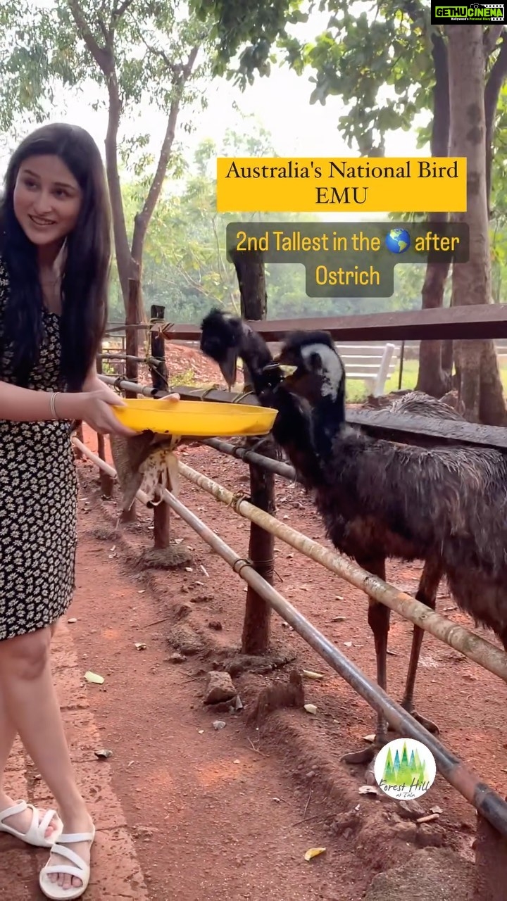 Sheen Dass Instagram - Morning with farmyard friends 🌞🐾 @foresthillstala 🏡 Forest Hills at Tala