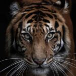 Shirish Sharavanan Instagram - Tigers have a special place on the planet and a very special place in my heart. It’s time we listen to the majestic wild cats scream for help and act on it. Their survival is in our hands. #internationaltigerday 🐅🐯
