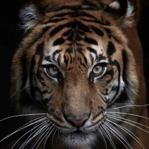 Shirish Sharavanan Instagram - Tigers have a special place on the planet and a very special place in my heart. It’s time we listen to the majestic wild cats scream for help and act on it. Their survival is in our hands. #internationaltigerday 🐅🐯