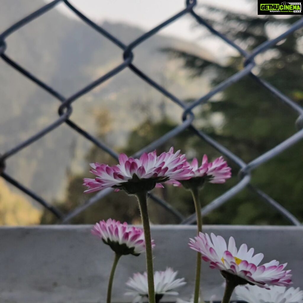 Shivani Baokar Instagram - Once upon a time in Cinderella land ✨✨✨✨ God please let your light shine bright on Himachal Pradesh soon again! 🙏🏻🥺 PC @_hersheyhs_/@anushkabaokar