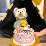 Shivshakti Sachdev Instagram - The only way to Unwind , Take a Staycation ✨ We celebrated Ellie's 3rd Birthday at this beautiful property and with her favourite people. She is truly everyone's Favourite Blessing❣️ Its amazing how finding Pet Friendly Properties isn't a task these days. Like us, even they need a staycation !!! Property Name : Hillside Meadows @stayvista_official #hosted #staycation #holiday #property #petlovers #petfriendly #family #friends #love #birthday #maltese #dogbirthday #celebration Karjat, India