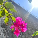 Shreya Bugde Instagram - 𝐿𝒶𝓏𝓎 𝒹𝒶𝓎𝓈 ………. 🇸​​🇺​​🇳​​🇩​​🇦​​🇾​