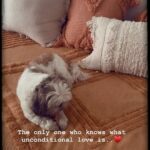 Shruthi Prakash Instagram – We don’t deserve them 🥺♥️
Thank you for blessing my life 🤗 @casperlovesginger 

Also the beautiful throw and cushions are from @hyppy.in 🌻

#shrutiprakash #casper #dogs #love #reel #peace #family #shruvibes