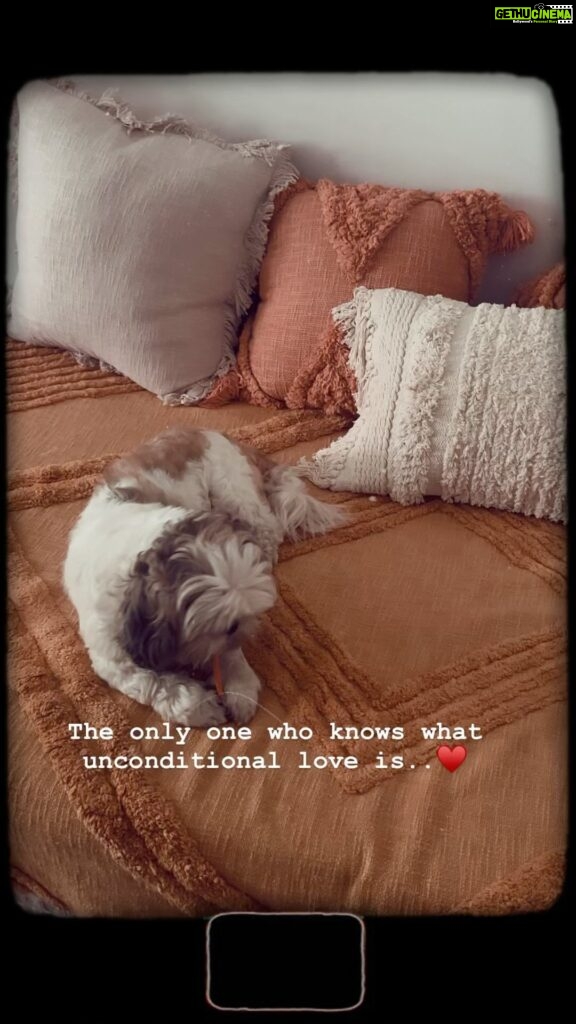 Shruthi Prakash Instagram - We don’t deserve them 🥺♥️ Thank you for blessing my life 🤗 @casperlovesginger Also the beautiful throw and cushions are from @hyppy.in 🌻 #shrutiprakash #casper #dogs #love #reel #peace #family #shruvibes