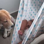 Sneha Sreekumar Instagram – My boys❤️❤️❤️
#myboys #beaglelover #oscarthebeagle #kedar