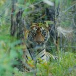 Sonalee Kulkarni Instagram – My journey on “Raavsaaheb” ends on the most gratifying note….. 🐅 

#Raavsaaheb the #cub of “collarवाली” 🐯

#tadoba #tigerreserve #collarwali #tigress #tigerconservation #forest #maharashtra #collarwalitigress #sonaleekulkarni #wildlifephotography 

Pictures by @hemantupawar
Thank you @nikmahajan 
 @tadobaofficial Tadoba Andhari Tiger Reserve