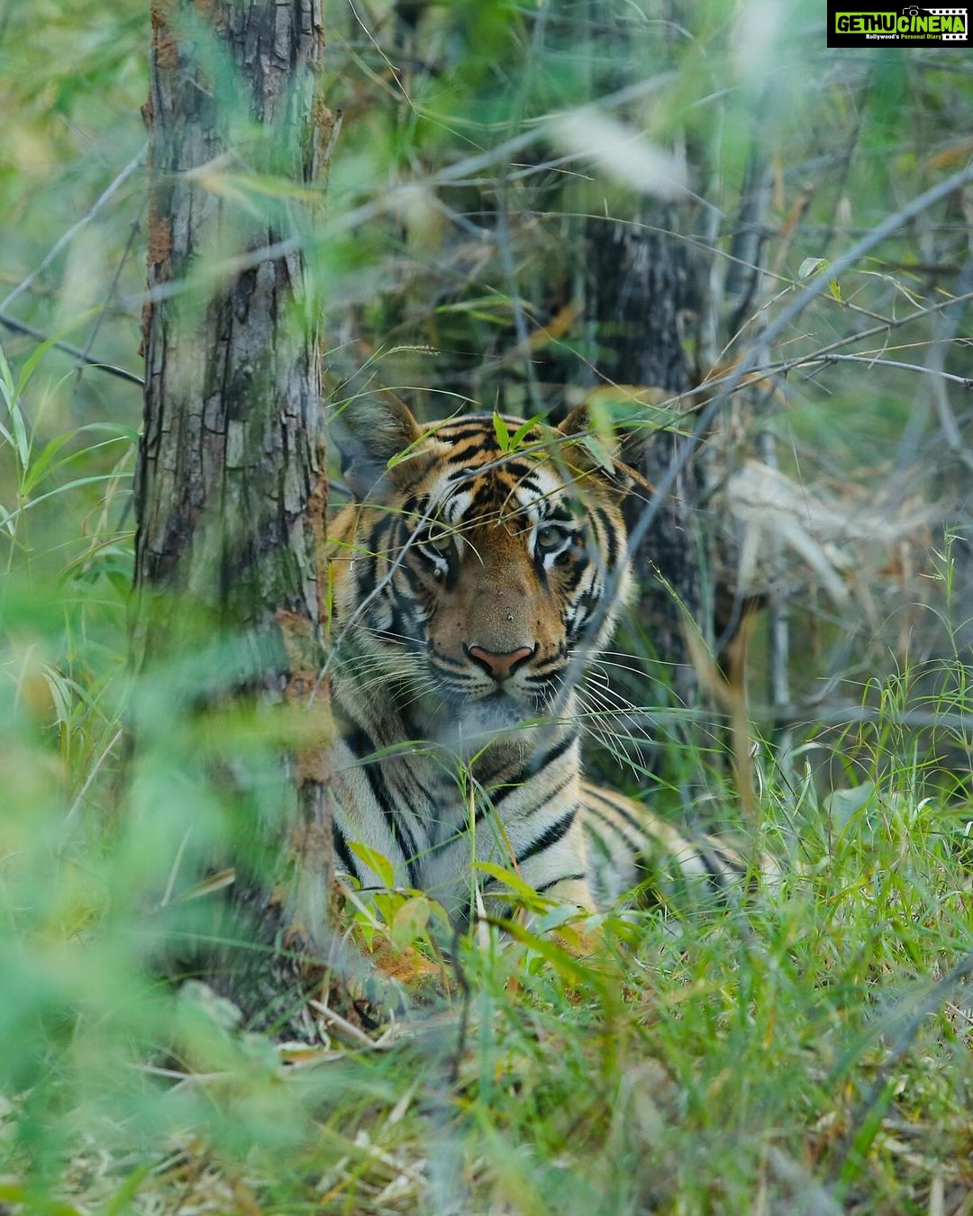 Sonalee Kulkarni Instagram - My journey on “Raavsaaheb” ends on the most gratifying note….. 🐅 #Raavsaaheb the #cub of “collarवाली” 🐯 #tadoba #tigerreserve #collarwali #tigress #tigerconservation #forest #maharashtra #collarwalitigress #sonaleekulkarni #wildlifephotography Pictures by @hemantupawar Thank you @nikmahajan @tadobaofficial Tadoba Andhari Tiger Reserve