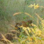 Sonalee Kulkarni Instagram – My journey on “Raavsaaheb” ends on such a gratifying note…..🐯

Spotted the majestic, the beautiful tigress “collarवाली” 🐅

#tadoba #tigerreserve #collarwali #tigress #tigerconservation #forest #maharashtra #collarwalitigress #sonaleekulkarni #wildlifephotography 
#raavsaaheb #marathifilm 

Pictures by @hemantupawar 
Thank you @nikmahajan @tadobaofficial @incredibletadoba Tadoba Andhari Tiger Reserve