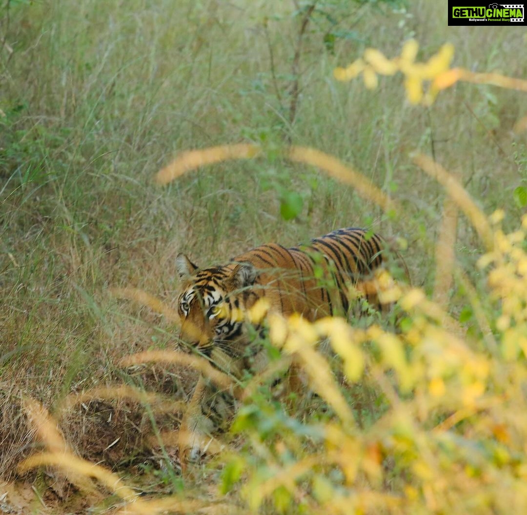 Sonalee Kulkarni Instagram - My journey on “Raavsaaheb” ends on such a gratifying note…..🐯 Spotted the majestic, the beautiful tigress “collarवाली” 🐅 #tadoba #tigerreserve #collarwali #tigress #tigerconservation #forest #maharashtra #collarwalitigress #sonaleekulkarni #wildlifephotography #raavsaaheb #marathifilm Pictures by @hemantupawar Thank you @nikmahajan @tadobaofficial @incredibletadoba Tadoba Andhari Tiger Reserve