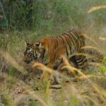 Sonalee Kulkarni Instagram – My journey on “Raavsaaheb” ends on such a gratifying note…..🐯

Spotted the majestic, the beautiful tigress “collarवाली” 🐅

#tadoba #tigerreserve #collarwali #tigress #tigerconservation #forest #maharashtra #collarwalitigress #sonaleekulkarni #wildlifephotography 
#raavsaaheb #marathifilm 

Pictures by @hemantupawar 
Thank you @nikmahajan @tadobaofficial @incredibletadoba Tadoba Andhari Tiger Reserve