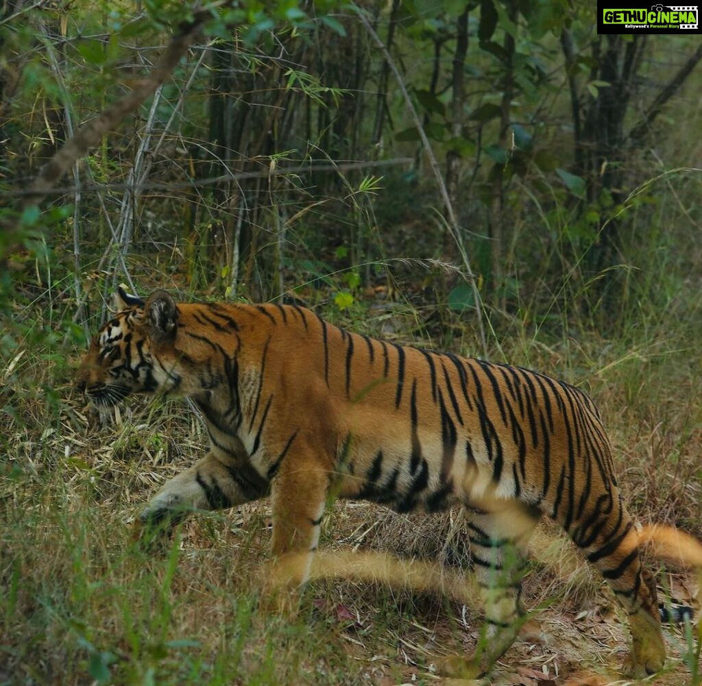 Sonalee Kulkarni Instagram - My journey on “Raavsaaheb” ends on such a gratifying note…..🐯 Spotted the majestic, the beautiful tigress “collarवाली” 🐅 #tadoba #tigerreserve #collarwali #tigress #tigerconservation #forest #maharashtra #collarwalitigress #sonaleekulkarni #wildlifephotography #raavsaaheb #marathifilm Pictures by @hemantupawar Thank you @nikmahajan @tadobaofficial @incredibletadoba Tadoba Andhari Tiger Reserve