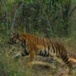 Sonalee Kulkarni Instagram – My journey on “Raavsaaheb” ends on such a gratifying note…..🐯

Spotted the majestic, the beautiful tigress “collarवाली” 🐅

#tadoba #tigerreserve #collarwali #tigress #tigerconservation #forest #maharashtra #collarwalitigress #sonaleekulkarni #wildlifephotography 
#raavsaaheb #marathifilm 

Pictures by @hemantupawar 
Thank you @nikmahajan @tadobaofficial @incredibletadoba Tadoba Andhari Tiger Reserve