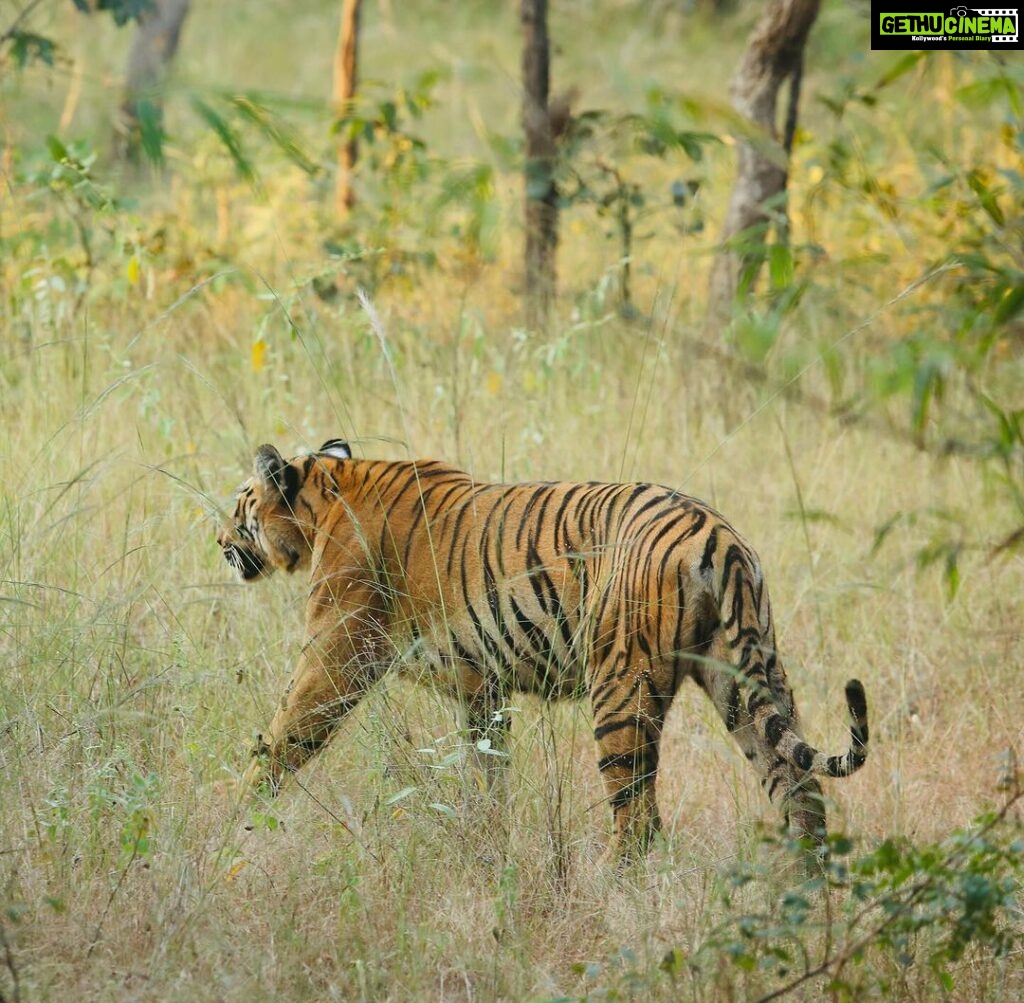 Sonalee Kulkarni Instagram - My journey on “Raavsaaheb” ends on such a gratifying note…..🐯 Spotted the majestic, the beautiful tigress “collarवाली” 🐅 #tadoba #tigerreserve #collarwali #tigress #tigerconservation #forest #maharashtra #collarwalitigress #sonaleekulkarni #wildlifephotography #raavsaaheb #marathifilm Pictures by @hemantupawar Thank you @nikmahajan @tadobaofficial @incredibletadoba Tadoba Andhari Tiger Reserve