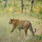 Sonalee Kulkarni Instagram – My journey on “Raavsaaheb” ends on such a gratifying note…..🐯

Spotted the majestic, the beautiful tigress “collarवाली” 🐅

#tadoba #tigerreserve #collarwali #tigress #tigerconservation #forest #maharashtra #collarwalitigress #sonaleekulkarni #wildlifephotography 
#raavsaaheb #marathifilm 

Pictures by @hemantupawar 
Thank you @nikmahajan @tadobaofficial @incredibletadoba Tadoba Andhari Tiger Reserve