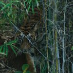 Sonalee Kulkarni Instagram - My journey on “Raavsaaheb” ends on the most gratifying note….. 🐅 #Raavsaaheb the #cub of “collarवाली” 🐯 #tadoba #tigerreserve #collarwali #tigress #tigerconservation #forest #maharashtra #collarwalitigress #sonaleekulkarni #wildlifephotography Pictures by @hemantupawar Thank you @nikmahajan @tadobaofficial Tadoba Andhari Tiger Reserve