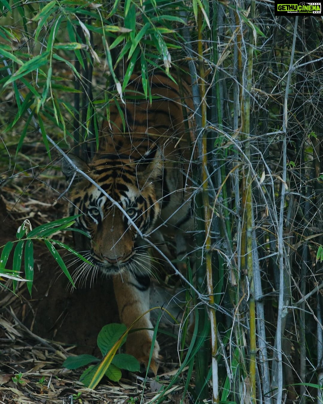 Sonalee Kulkarni Instagram - My journey on “Raavsaaheb” ends on the most gratifying note….. 🐅 #Raavsaaheb the #cub of “collarवाली” 🐯 #tadoba #tigerreserve #collarwali #tigress #tigerconservation #forest #maharashtra #collarwalitigress #sonaleekulkarni #wildlifephotography Pictures by @hemantupawar Thank you @nikmahajan @tadobaofficial Tadoba Andhari Tiger Reserve