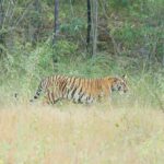 Sonalee Kulkarni Instagram - My journey on “Raavsaaheb” ends on the most gratifying note….. 🐅 #Raavsaaheb the #cub of “collarवाली” 🐯 #tadoba #tigerreserve #collarwali #tigress #tigerconservation #forest #maharashtra #collarwalitigress #sonaleekulkarni #wildlifephotography Pictures by @hemantupawar Thank you @nikmahajan @tadobaofficial Tadoba Andhari Tiger Reserve