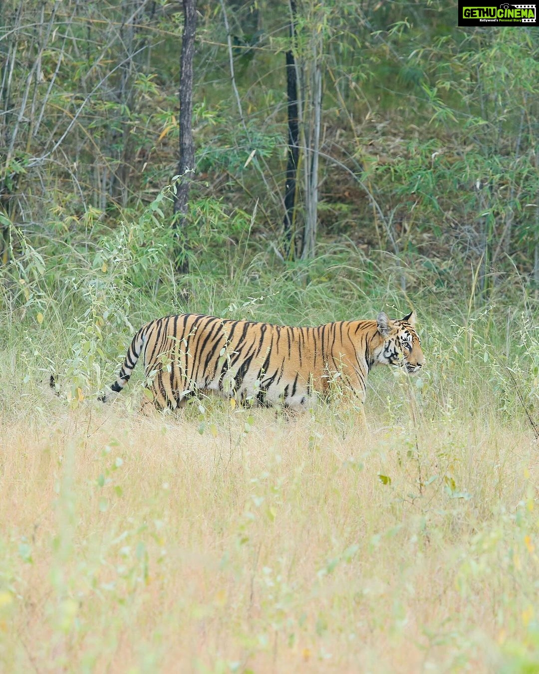 Sonalee Kulkarni Instagram - My journey on “Raavsaaheb” ends on the most gratifying note….. 🐅 #Raavsaaheb the #cub of “collarवाली” 🐯 #tadoba #tigerreserve #collarwali #tigress #tigerconservation #forest #maharashtra #collarwalitigress #sonaleekulkarni #wildlifephotography Pictures by @hemantupawar Thank you @nikmahajan @tadobaofficial Tadoba Andhari Tiger Reserve