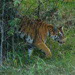 Sonalee Kulkarni Instagram - My journey on “Raavsaaheb” ends on the most gratifying note….. 🐅 #Raavsaaheb the #cub of “collarवाली” 🐯 #tadoba #tigerreserve #collarwali #tigress #tigerconservation #forest #maharashtra #collarwalitigress #sonaleekulkarni #wildlifephotography Pictures by @hemantupawar Thank you @nikmahajan @tadobaofficial Tadoba Andhari Tiger Reserve