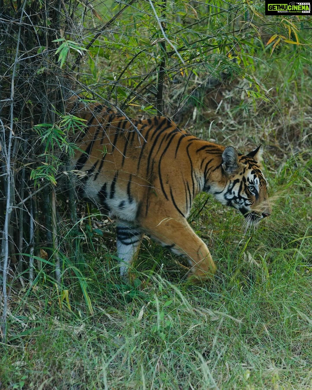 Sonalee Kulkarni Instagram - My journey on “Raavsaaheb” ends on the most gratifying note….. 🐅 #Raavsaaheb the #cub of “collarवाली” 🐯 #tadoba #tigerreserve #collarwali #tigress #tigerconservation #forest #maharashtra #collarwalitigress #sonaleekulkarni #wildlifephotography Pictures by @hemantupawar Thank you @nikmahajan @tadobaofficial Tadoba Andhari Tiger Reserve