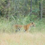 Sonalee Kulkarni Instagram - My journey on “Raavsaaheb” ends on the most gratifying note….. 🐅 #Raavsaaheb the #cub of “collarवाली” 🐯 #tadoba #tigerreserve #collarwali #tigress #tigerconservation #forest #maharashtra #collarwalitigress #sonaleekulkarni #wildlifephotography Pictures by @hemantupawar Thank you @nikmahajan @tadobaofficial Tadoba Andhari Tiger Reserve