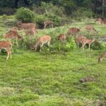 Spandana Palli Instagram - Vibing with nature 🌷💃🏼 Bandipur Tiger Reserve