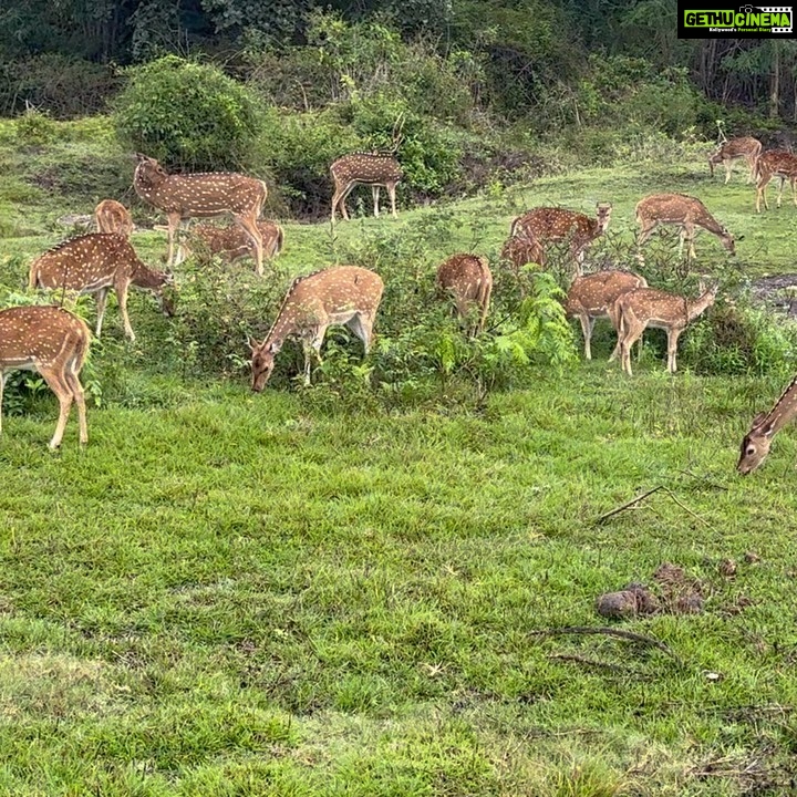 Spandana Palli Instagram - Vibing with nature 🌷💃🏼 Bandipur Tiger Reserve