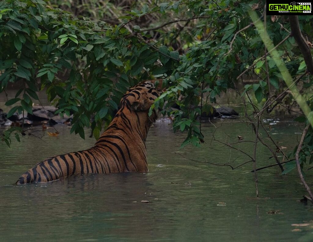 Srinda Instagram - A big fan of Habitat shots 🌳❤ Tadoba - Andhari Tiger Reserve