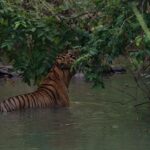 Srinda Instagram - A big fan of Habitat shots 🌳❤️ Tadoba - Andhari Tiger Reserve