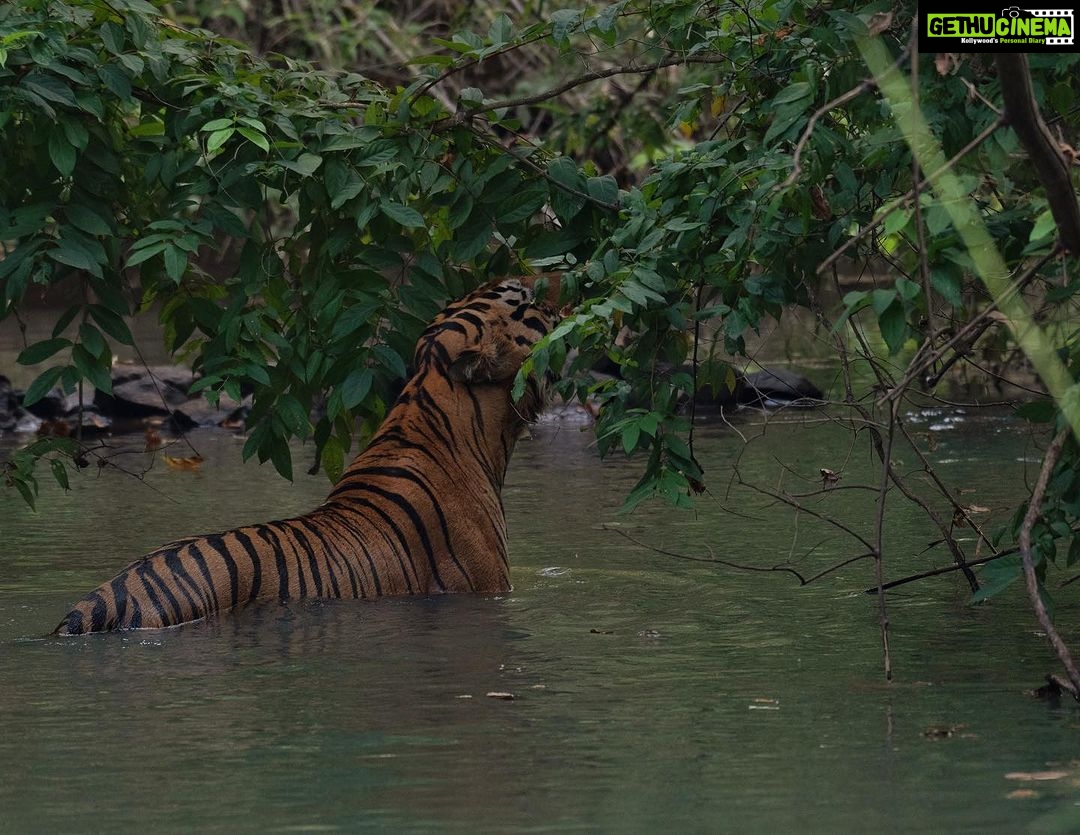 Srinda Instagram - A big fan of Habitat shots 🌳❤️ Tadoba - Andhari Tiger Reserve