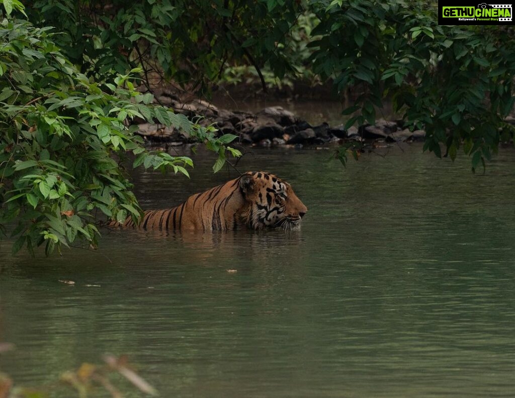 Srinda Instagram - A big fan of Habitat shots 🌳❤ Tadoba - Andhari Tiger Reserve