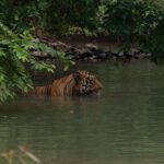 Srinda Instagram - A big fan of Habitat shots 🌳❤️ Tadoba - Andhari Tiger Reserve