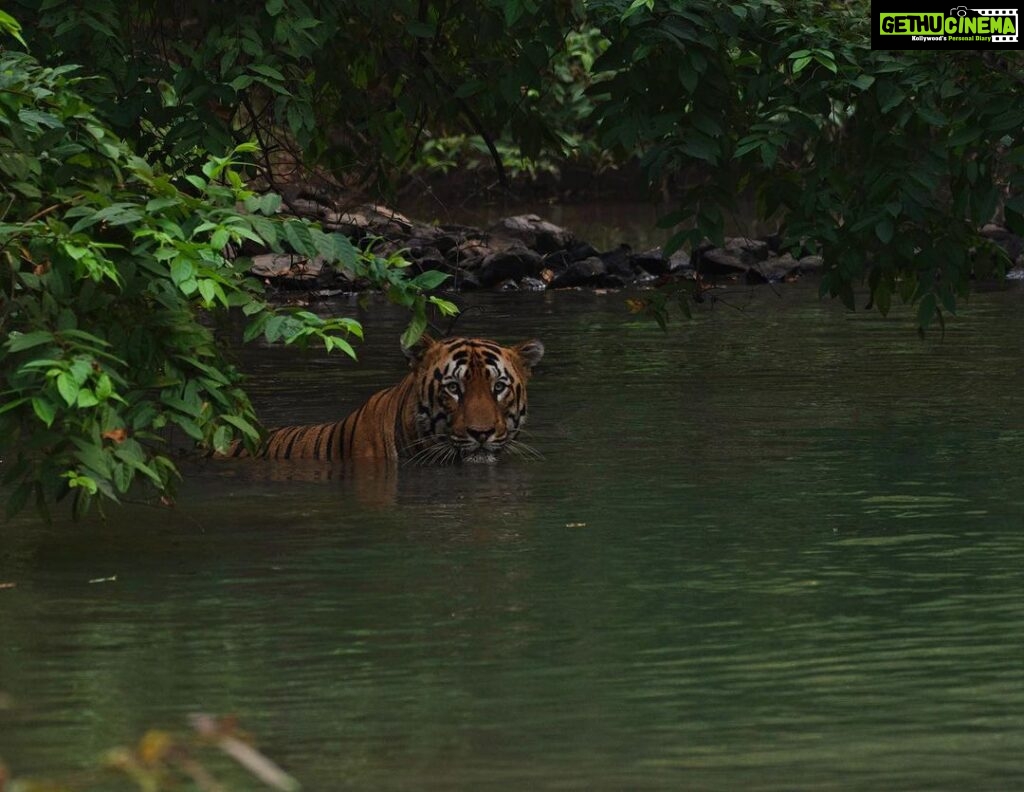 Srinda Instagram - A big fan of Habitat shots 🌳❤️ Tadoba - Andhari Tiger Reserve