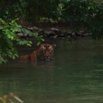 Srinda Instagram - A big fan of Habitat shots 🌳❤️ Tadoba - Andhari Tiger Reserve