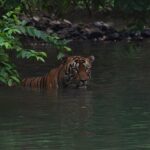 Srinda Instagram - A big fan of Habitat shots 🌳❤️ Tadoba - Andhari Tiger Reserve