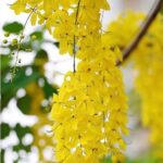 Suchitra Murali Instagram – Happy Vishu to All..😘🥰🥰🥰