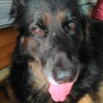 Tanushree Chatterjee Instagram - My first love RAMBO #doglover #doglovers #lovedogs #loveanimals #savedogs #saveanimals #savenatrure #savetrees #love #life #enjoybindash #karma