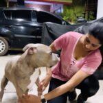 Tanya Ravichandran Instagram - 🐶❤️ Badra & Jhansi. #pitbull #americanbully #doglove