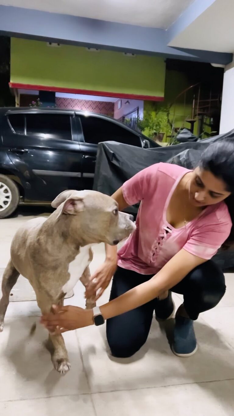 Tanya Ravichandran Instagram - 🐶❤️ Badra & Jhansi. #pitbull #americanbully #doglove
