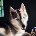 Tanya Ravichandran Instagram – “The best therapist has fur and four legs” lexi ❤️ #husky #huskypuppy #huskylove #huskylife #huskylovers #huskiesofinstagram #dogsofinstagram #puppiesofinstagram #puppy #puppylove #dog #puppylife