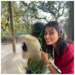 Tasnia Farin Instagram - A fun day out at the zoo Met a Giant Panda 🐼 for the first time (only his back though) And those Penguins were the cutest creatures 🐧 Edinburgh Zoo