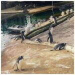 Tasnia Farin Instagram - A fun day out at the zoo Met a Giant Panda 🐼 for the first time (only his back though) And those Penguins were the cutest creatures 🐧 Edinburgh Zoo